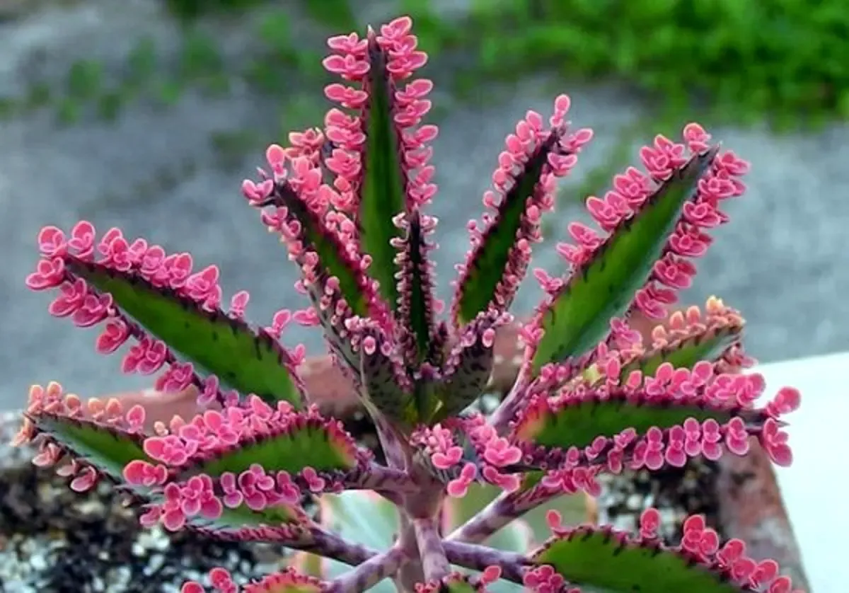 اشک تمساح ۵۰۰ هزار تومان شد!