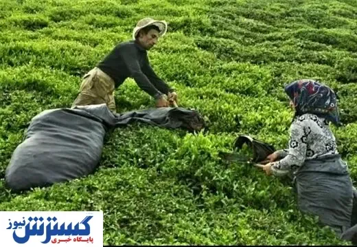 افزایش ۵۳ درصدی نرخ خرید تضمینی چای سبز