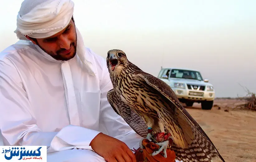 مردم این کشور عاشق شاهین ایرانی شدند / میلیاردها تومان برای خرید  یک پرنده شکاری