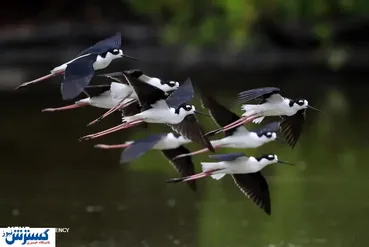 تصاویر/ منتخب حیات وحش در هفته‌ای که گذشت