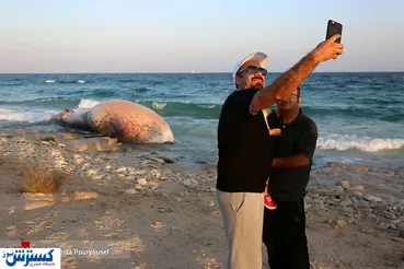 تصاویر/ سلفی با لاشه نهنگ ۵ تنی