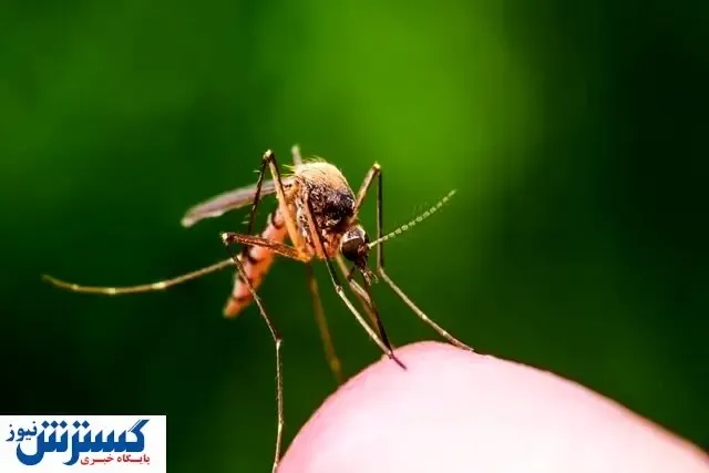 هشدار درباره شیوع مالاریا در این استان