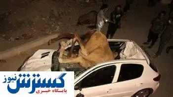 برخورد وحشتناک یک شتر با پژو حادثه آفرید!