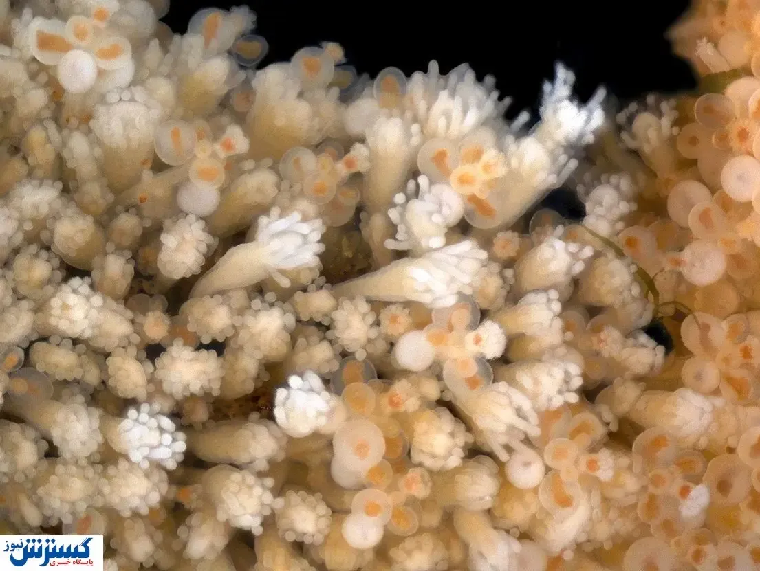 یک کشف عجیب / این موجود دریایی جاودانه است!