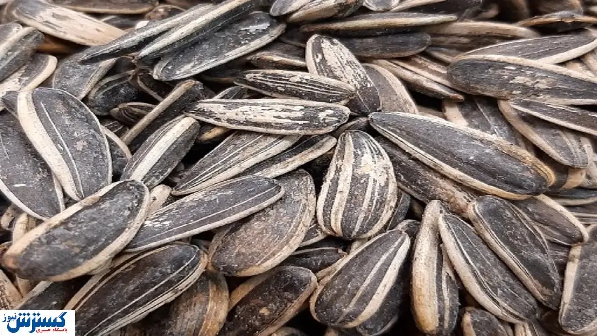 جلوگیری از تصادف با تخمه شور / آیا این راهکار مناسب است؟