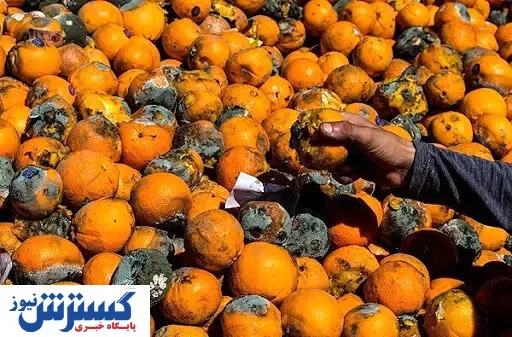 هزاران تن میوه در آستانه فساد! / مقصر کیست؟