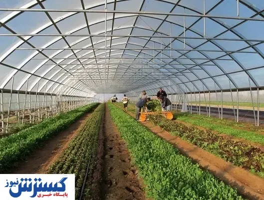 قطعی برق چه بلایی سر محصولات کشاورزی آورد؟