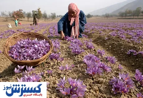 کاهش قیمت زعفران در بازار + جزییات