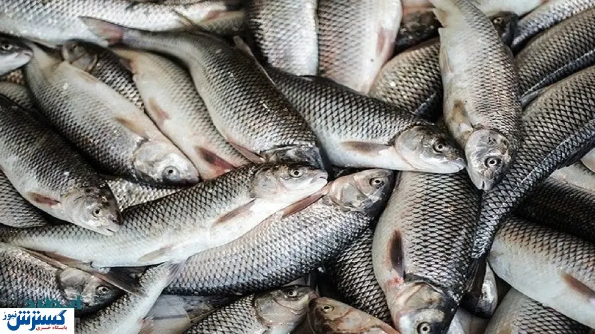 صادرات ۶ هزار تن قزل آلا + قیمت روز