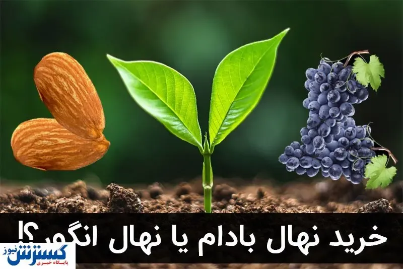 معرفی دو نهال پرسود خشکبار در مناطق گرمسیر کشور