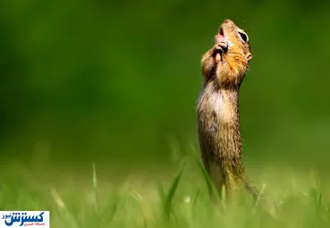 تصاویر / برگزیدگان مسابقه عکاسی کمدی حیات وحش