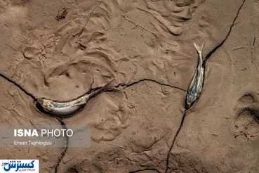 تصاویر/ مرگ ماهی‌ها در عصر خشکسالی