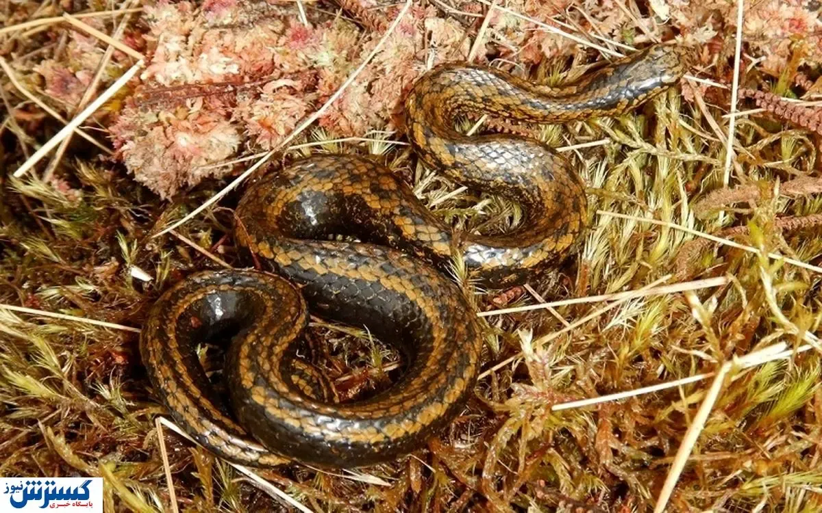 انتخاب نام ستاره هالیوود برای یک مار!