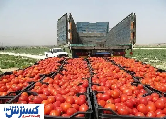 خبر خوبی که دیر به گوجه‌کاران رسید