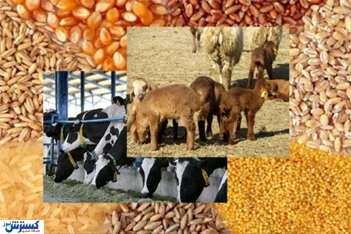 خبر خوش درباره قیمت گوشت در بازار اعلام شد