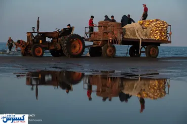 تصاویر/ آغاز صید ماهی در بندانزلی