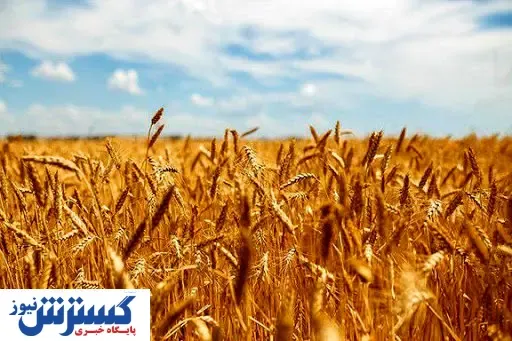 قیمت خرید تضمینی گندم تعیین شد