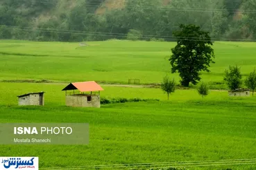 تصاویر/ خواب شالیزارهای مازندران