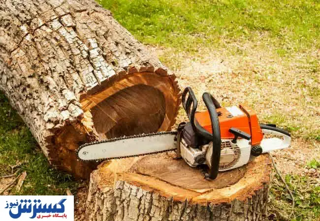 واکنش اعضای شورا نسبت به قطع درختان در سعد آباد
