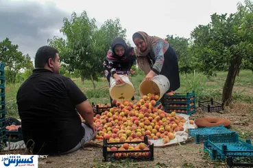 تصاویر/ بارندگی‌های امسال باغ‌ها را آباد کرد