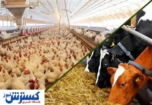 خبر خوش برای دامداران