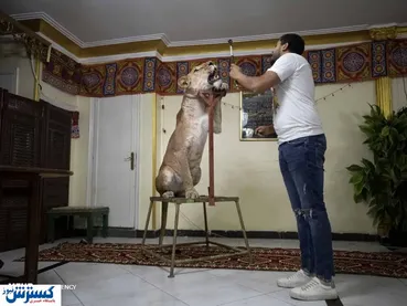 تصاویر/ آموزش شیر سیرک در منزل!