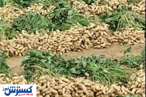 مصرف زیاد این آجیل شما را به کشتن می دهد!