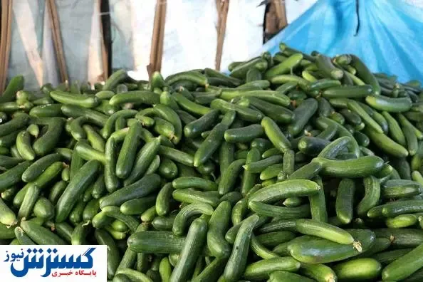 بیت کوین خیار را گران کرد!