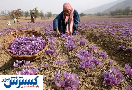 زنگ خطر صادرات زعفران به صدا درآمد؟
