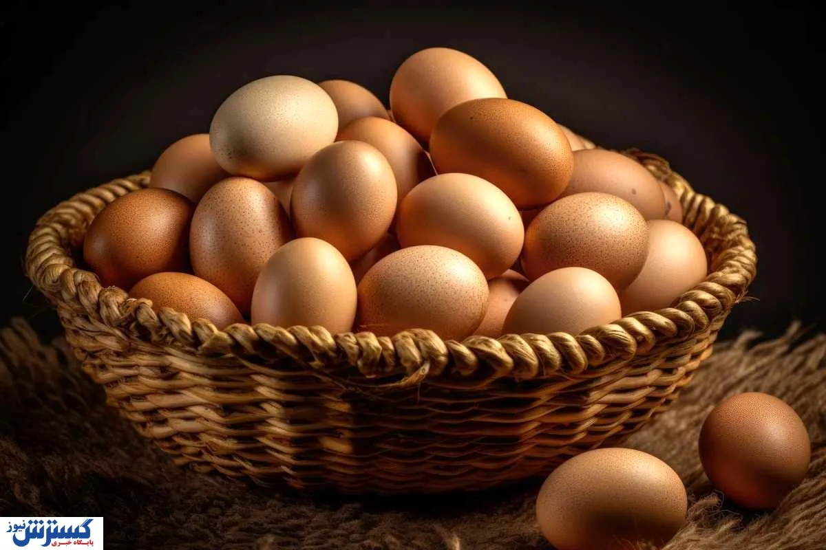 صادرات تخم مرغ

