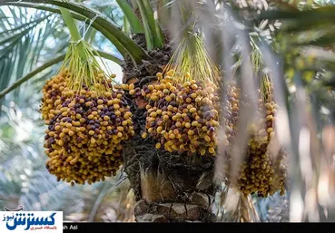 تصاویر / برداشت خارک و رطب در آبادان زیبا
