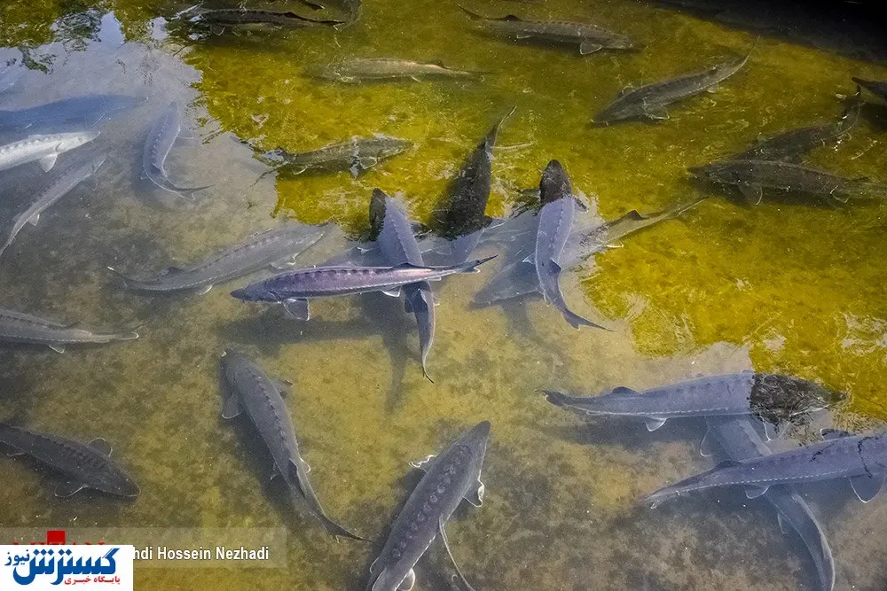 تصاویر/ پرورش ماهیان خاویاری در منطقه مرزی آستارا