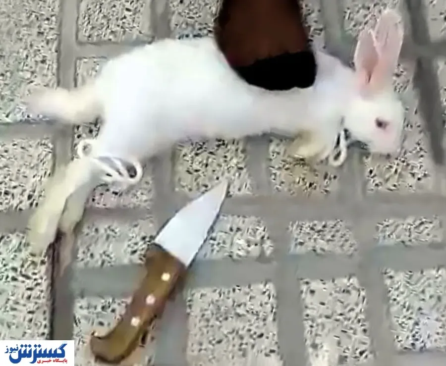 حیوان کشی به سبک دختران! / پشت پرده سلاخی ها چه بود؟ + تصاویر (+۱۶)