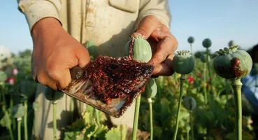 ترک اعتیاد تریاک؛ راهنمای کامل درمان با کمپ ترک اعتیاد جمشیدیه
