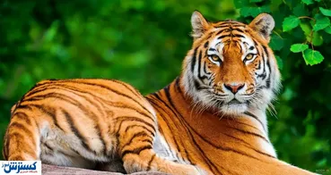 ببر مازندران به چرخه طبیعت بازگشت؟