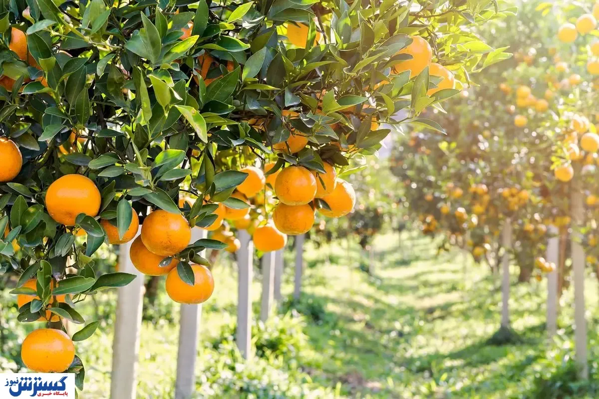 با مصرف این میوه‌ها جانتان به خطر می‌افتد