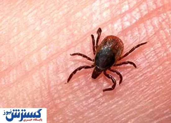 ۶۰ نفر مبتلا به تب کریمه کنگو/ ۳ نفر از هموطنان فوت کردند