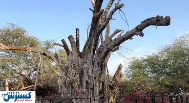 نابودی درخت سبز کیش