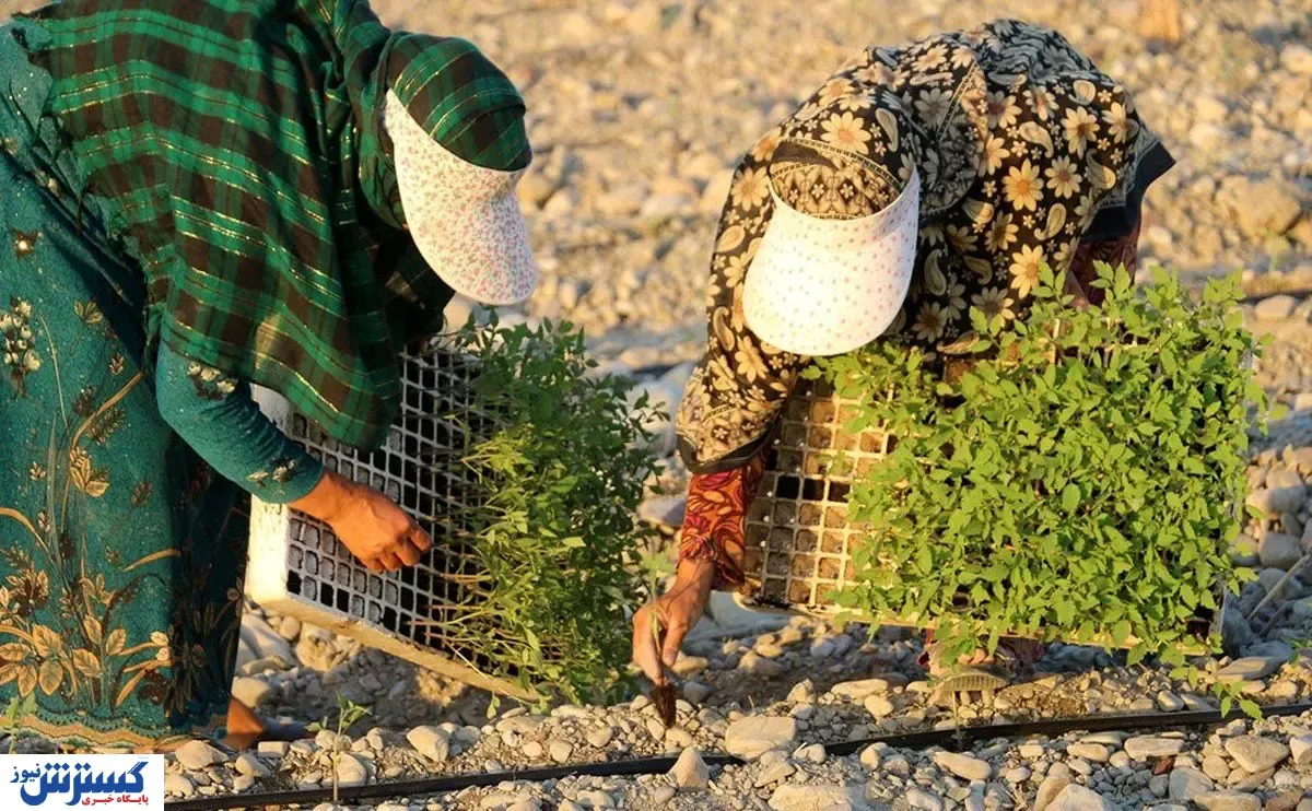 وام چند میلیونی کشاورزان را نجات می‌دهد؟