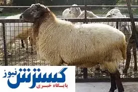 آخرین قیمت دام زنده در بازار (۱۴۰۰/۵/۲۴)