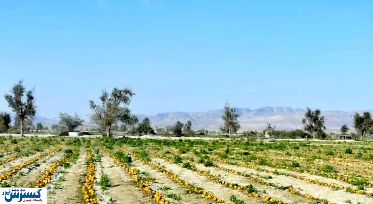 محصولات کشاورزی باید مزیت رقابتی داشته باشد