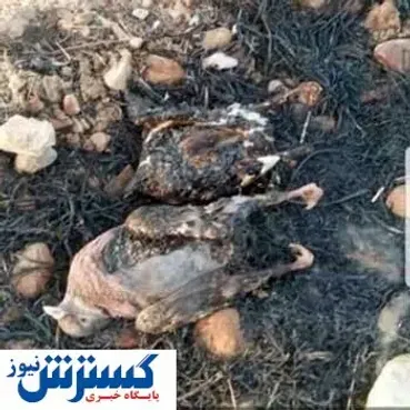 تصاویر/ حیوانات زاگرس در آتش سوختند
