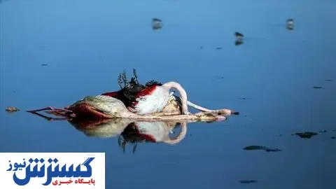 مرگ ۶ هزار مهمان ناخوانده در تالاب میانکاله