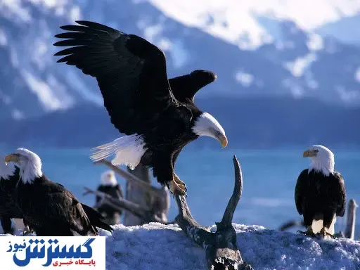 قیمت عقاب در مزایده‌ها و بازار سیاه ایران | چه کسانی سود می‌کنند؟