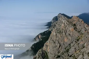 تصاویر / وقتی کویر و جنگل به هم می رسند