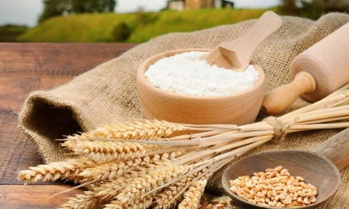قیمت خرید تضمینی گندم باید اصلاح شود
