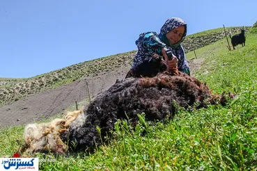 تصاویر/ پشم‌چینی بهاره گوسفندان در کلات