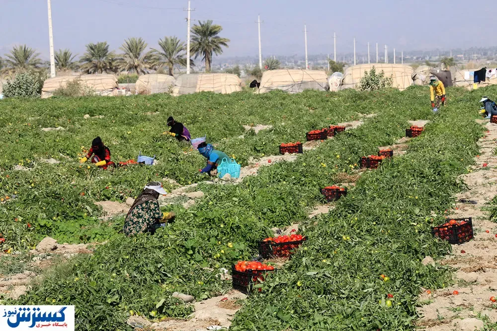 چند درصد متقاضیان وام اشتغال روستایی بیمه هستند؟