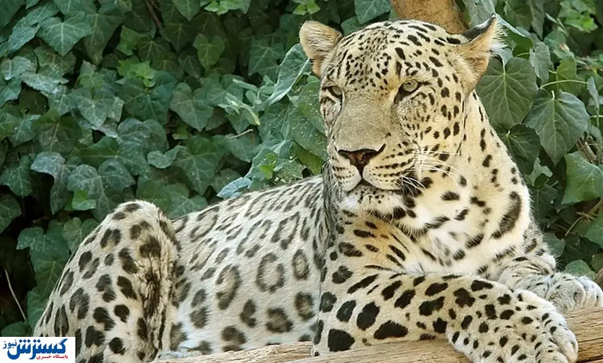 حمله پلنگ به گردشگران در خواف + جزئیات