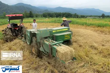 تصاویر/ روزهای برداشت محصول شالیکاران